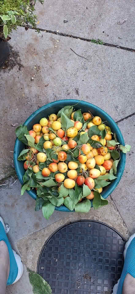 Photo of free 5kg of crab apples (Stotfold SG5) #1
