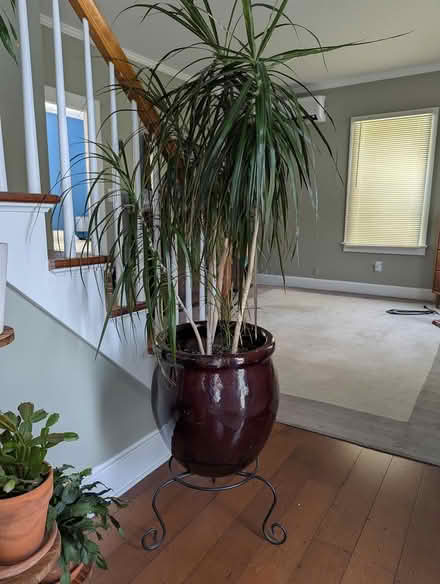 Photo of free Two plants (Greenfield near high school) #2