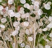 Photo of free Honesty seed heads (Higher Bebington CH63) #1