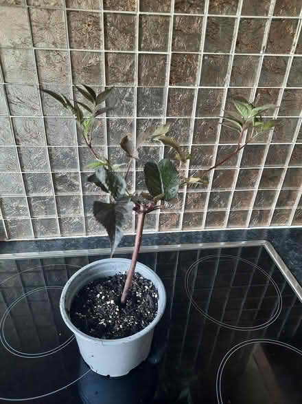 Photo of free Sambucus black beauty shrub cutting (Morden SM4) #4