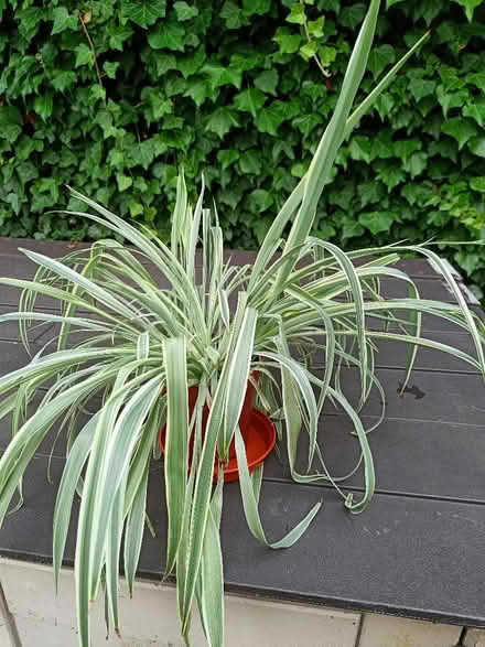 Photo of free Houseplants (Eastwood G46) #1