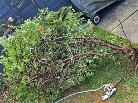 Photo of free Plant (Bearsted) #1