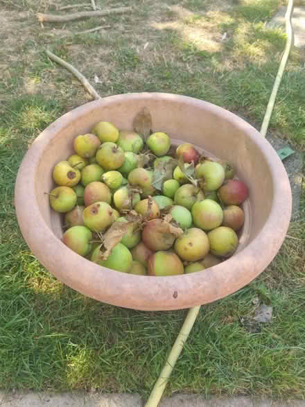 Photo of free Windfall Apples (Enfield EN3) #1