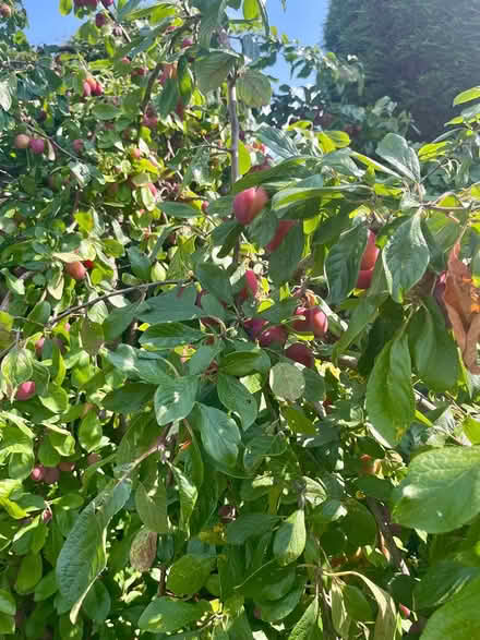 Photo of free Ripe Plums (Hastings TN34) #2