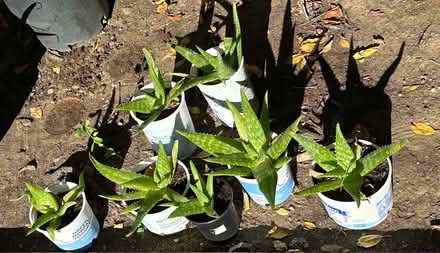 Photo of free Healthy Aloe Plants (West San Jose 95128) #1