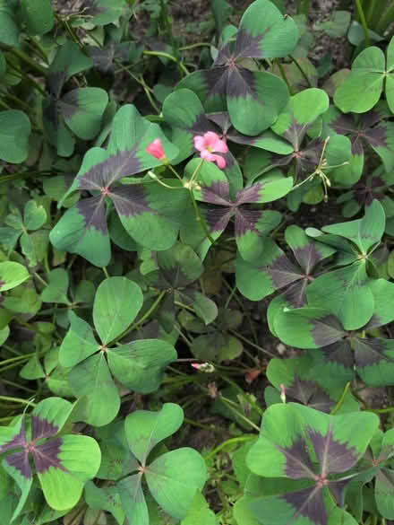 Photo of free Tropical bulbs (Lake forest) #2