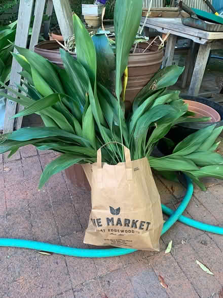 Photo of free cast iron plants (Old Palo Alto) #1