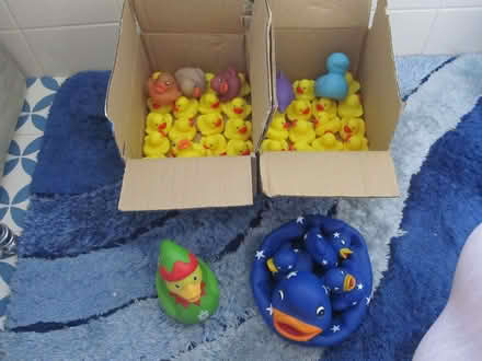 Photo of free Rubber Ducks (North Sheen TW9) #1