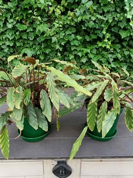 Photo of free Houseplants (Eastwood G46) #4