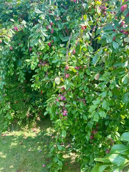 Photo of free Ripe Plums (Hastings TN34) #1