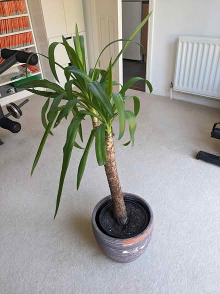 Photo of free House plant (Leybourne) #1