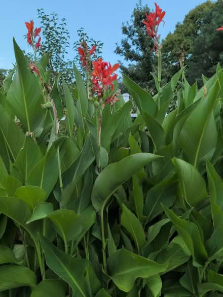 Photo of free Tropical bulbs (Lake forest) #4