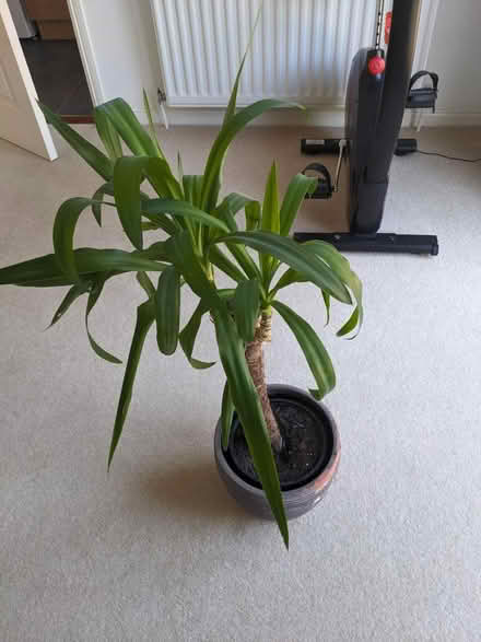 Photo of free House plant (Leybourne) #3