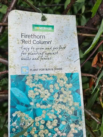 Photo of free Plant (Bearsted) #2