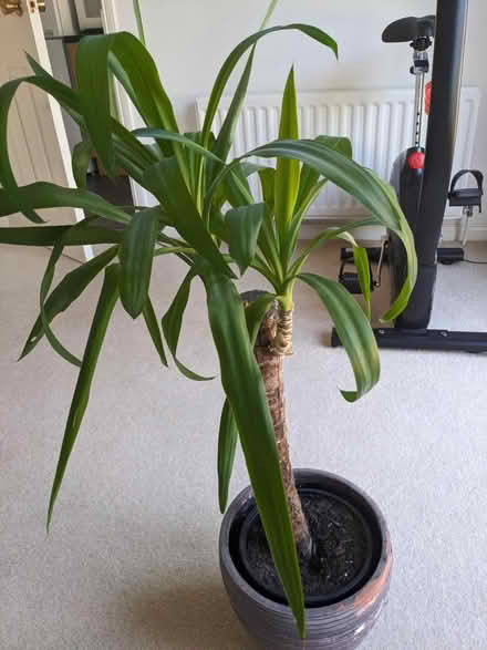 Photo of free House plant (Leybourne) #2