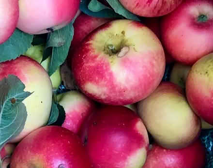 Photo of free Apples Pink Lady (South Malling BN7) #1