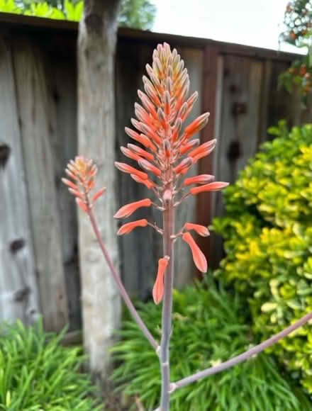 Photo of free Healthy Aloe Plants (West San Jose 95128) #2