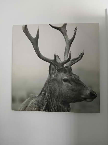 Photo of free Stag canvas (Havant PO9) #1