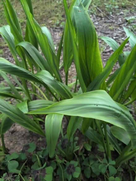 Photo of free Tropical bulbs (Lake forest) #3