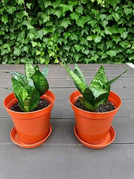 Photo of free Houseplants (Eastwood G46) #3