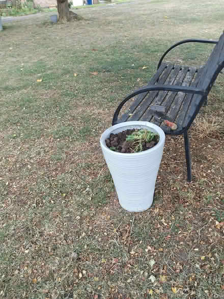 Photo of Plants for community garden (Killamarsh S21) #1