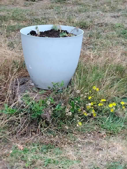 Photo of Plants for community garden (Killamarsh S21) #2