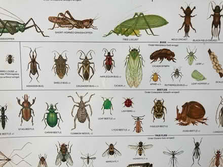 Photo of free Poster of Australian Insects (Westbury on Trym BS9) #3