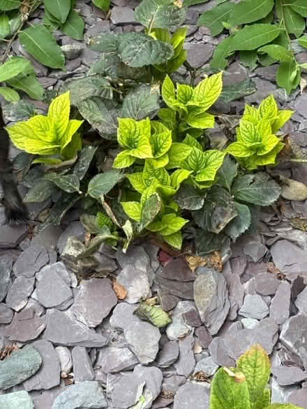 Photo of free Hydrangeas (Victoria rd Edmonton N9) #2