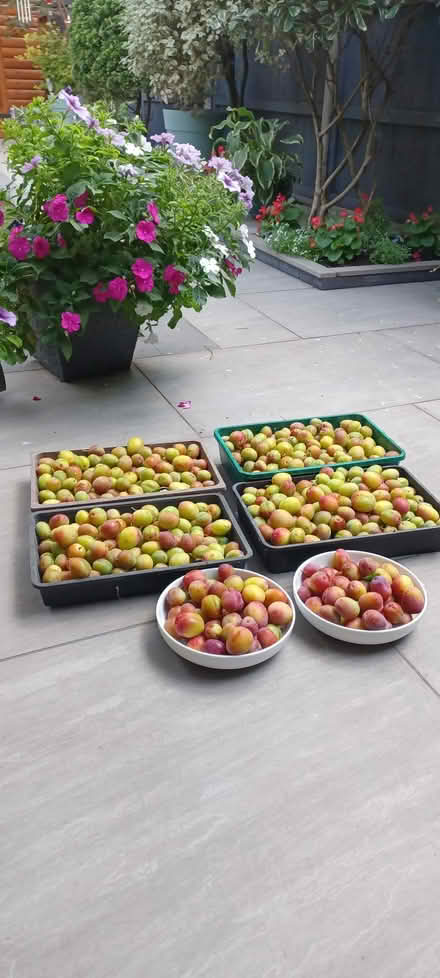 Photo of free Plums (West Watford WD18) #1