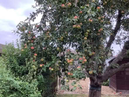 Photo of free Bag full of Eating Apples (Grange Estate, Letchworth SG6) #3