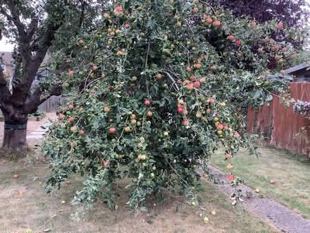 Photo of free Bag full of Eating Apples (Grange Estate, Letchworth SG6) #2