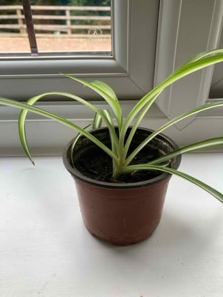 Photo of free Little spider plant (Kennington OX14) #1