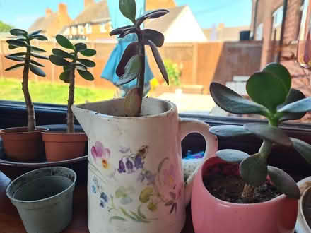 Photo of free Plants (Ewyas Harold, HR2) #2