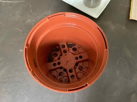 Photo of free 5 plastic plant pots (Chalk Farm NW1) #1