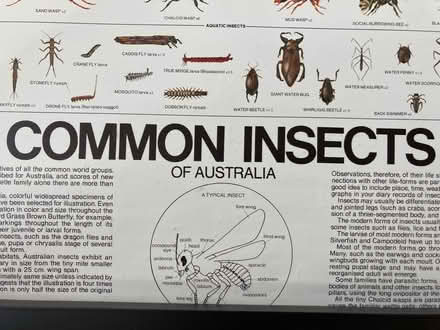 Photo of free Poster of Australian Insects (Westbury on Trym BS9) #2