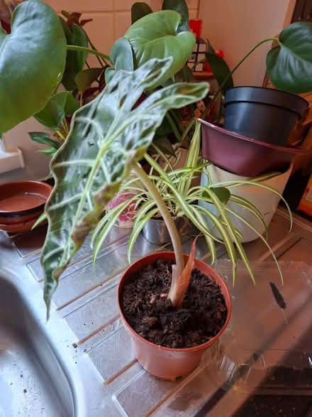 Photo of free House plants (Tuckswood NR4) #4