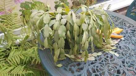 Photo of free Christmas Cactus (Haslucks Green B90) #1