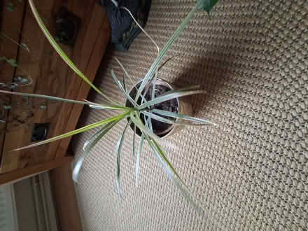 Photo of free House plants (Tuckswood NR4) #1