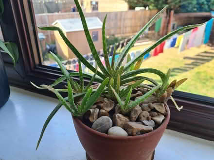 Photo of free Plants (Ewyas Harold, HR2) #1