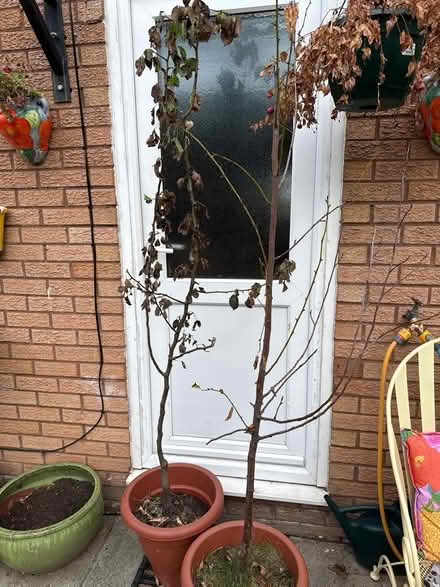Photo of free Apple and pear tree (Prenton) #1