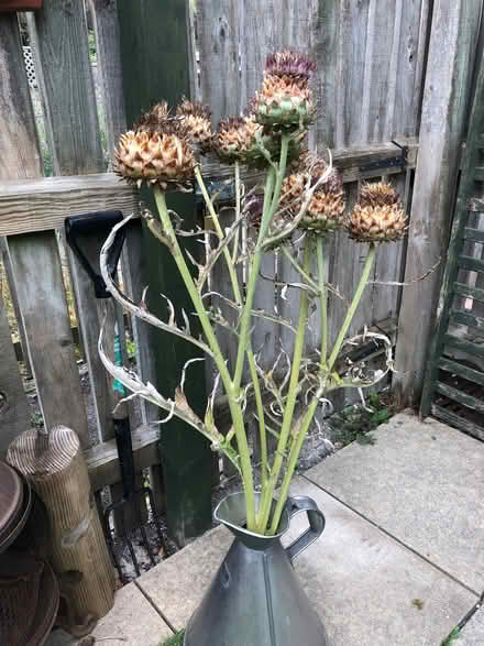 Photo of free Cardoon (Blewbury OX11) #1