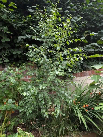 Photo of free Birch tree (S11 near Endcliffe park) #1