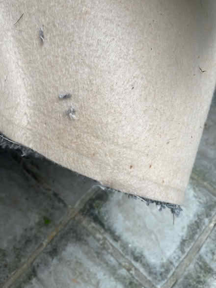 Photo of free Used grey fleck carpet 13’x11’ approximately (Oxford OX4) #3