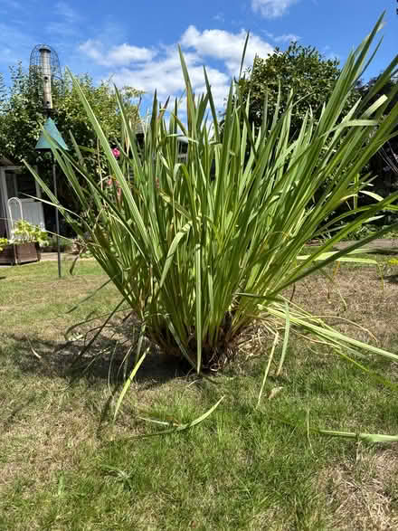 Photo of free Japanese Irises (Broxbourne EN10) #1