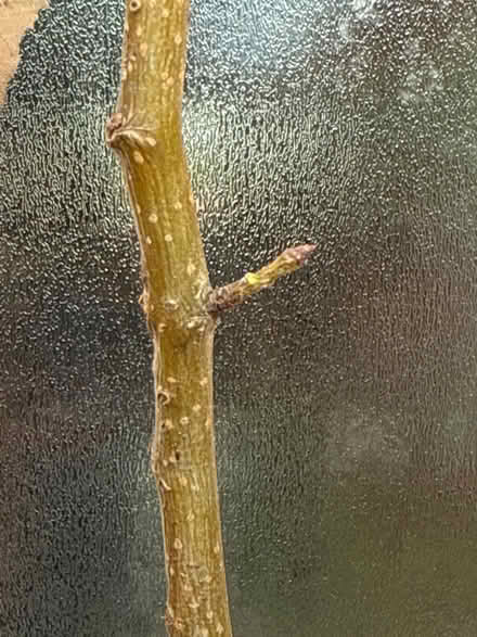 Photo of free Apple and pear tree (Prenton) #3