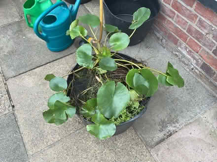 Photo of free water lily (Burnham SL1) #1