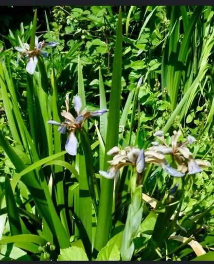 Photo of free Gladwyns Iris plant (Ifton Heath SY11) #1