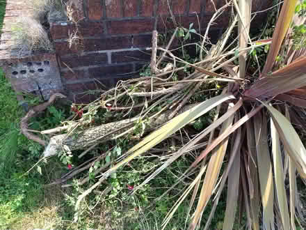 Photo of free Firewood (Barrow-in-Furness LA14) #2