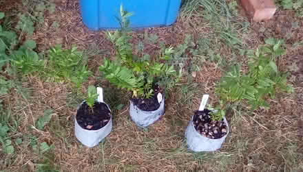 Photo of free HEBE plants (Derby DE23) #1
