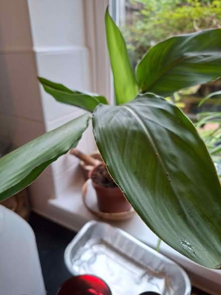 Photo of free House plants (Tuckswood NR4) #2